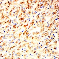 19 - Anti-CD107a Antibody AP95924