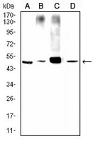 1 - Anti-CD107a Antibody AP95924