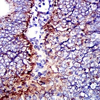 19 - Anti-CD107b Antibody AP95925