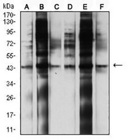 1 - Anti-CD107b Antibody AP95925