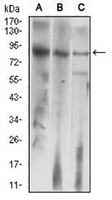 1 - Anti-LH Receptor Antibody AP95926