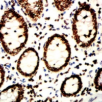 19 - Anti-Lamin B1 Antibody AP95928