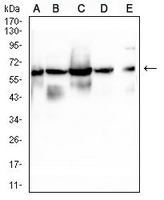 1 - Anti-Lamin B1 Antibody AP95928