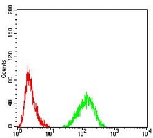 4 - Anti-Lamin B2 Antibody AP95929