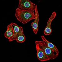 3 - Anti-Lamin B2 Antibody AP95929