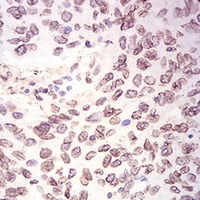 19 - Anti-Lamin B2 Antibody AP95929