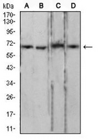 1 - Anti-Lamin B2 Antibody AP95929