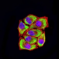 3 - Anti-LRP3 Antibody AP95930