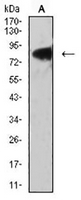 1 - Anti-LRP3 Antibody AP95930