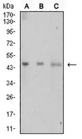 1 - Anti-LTBR Antibody AP95931