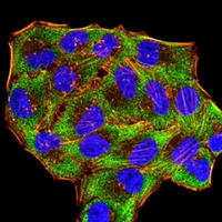 3 - Anti-LY6G6D Antibody AP95932