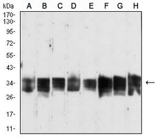 1 - Anti-LY6G6D Antibody AP95932