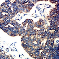 19 - Anti-M6PR Antibody AP95933