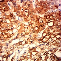 19 - Anti-MAGEA4 Antibody AP95934
