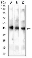 1 - Anti-MAGEA4 Antibody AP95934
