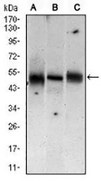 1 - Anti-MKK5 Antibody AP95935