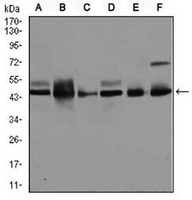 1 - Anti-JNK1 Antibody AP95937