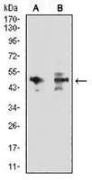 1 - Anti-JNK2 Antibody AP95938