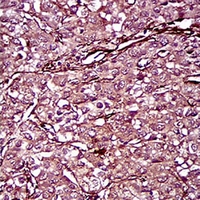 19 - Anti-CD146 Antibody AP95940