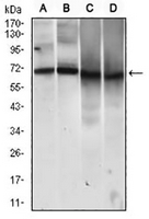 1 - Anti-CD146 Antibody AP95940