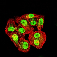3 - Anti-MCM3 Antibody AP95941