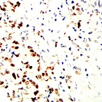 19 - Anti-MCM3 Antibody AP95941