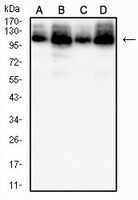 1 - Anti-MCM3 Antibody AP95941