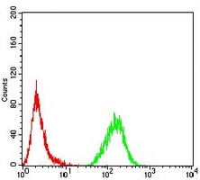 4 - Anti-MeCP2 Antibody AP95942