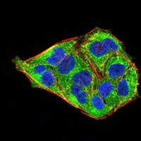 3 - Anti-MeCP2 Antibody AP95942
