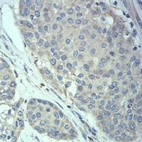 19 - Anti-MeCP2 Antibody AP95942