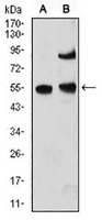 1 - Anti-MeCP2 Antibody AP95942