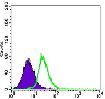 4 - Anti-MEF2C Antibody AP95943