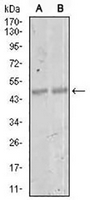 1 - Anti-MEF2C Antibody AP95943