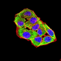 3 - Anti-MERTK Antibody AP95944