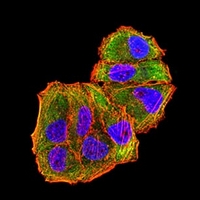 3 - Anti-c-Met Antibody AP95945