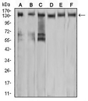 1 - Anti-c-Met Antibody AP95945