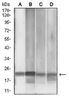1 - Anti-MGMT Antibody AP95946