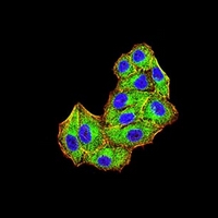 3 - Anti-MIB1 Antibody AP95947