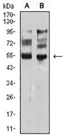 1 - Anti-MITF Antibody AP95948