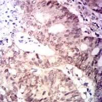 19 - Anti-MLH1 Antibody AP95949
