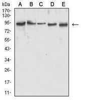 1 - Anti-MLH1 Antibody AP95949