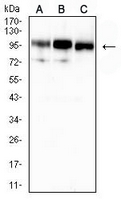 1 - Anti-CD10 Antibody AP95950