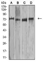 1 - Anti-MMP2 Antibody AP95951