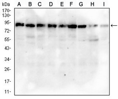 1 - Anti-MRE11 Antibody AP95952