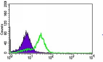 4 - Anti-MRPS32 Antibody AP95953
