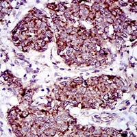 19 - Anti-MRPS32 Antibody AP95953
