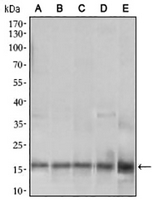 1 - Anti-MRPS32 Antibody AP95953