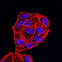 3 - Anti-MSH2 Antibody AP95954