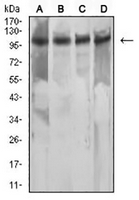 1 - Anti-MSH2 Antibody AP95954