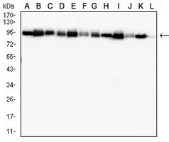 1 - Anti-MSH2 Antibody AP95955